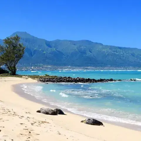 La plage de Kanaha avec des tortues sur le sable
