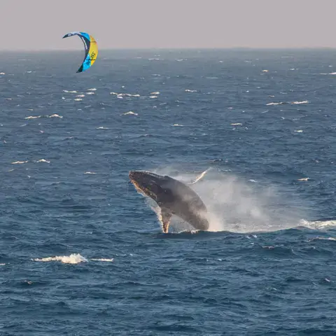 Kite en mer avec une baleine qui saute au premier plan