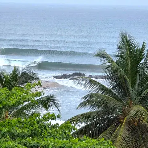 Vagues et cocotiers vus depuis le camp