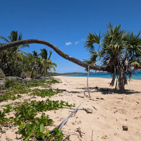 Plage de sable bordée de palmiers