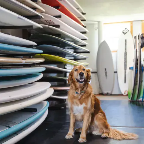 Un chien assis devant les planches rangées dans le magasin