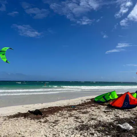 Ailes étalées sur la plage