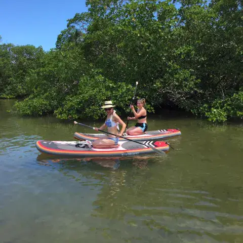 Deux personnes en stand up paddle près de la mangrove