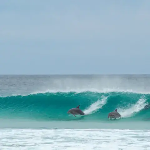 Dauphins dans une vague