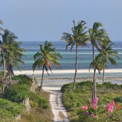 Palmiers et lagon près de la plage