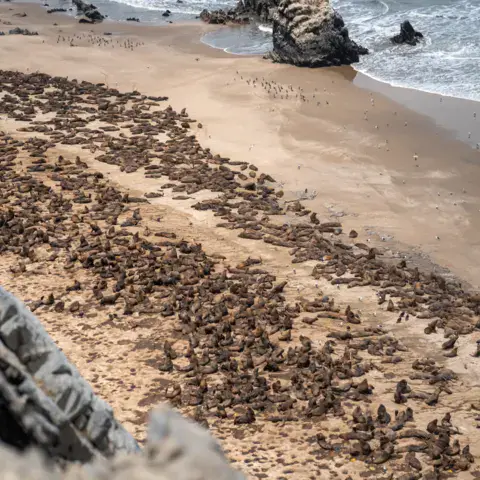 Colonie d'otaries sur la plage de la réserve