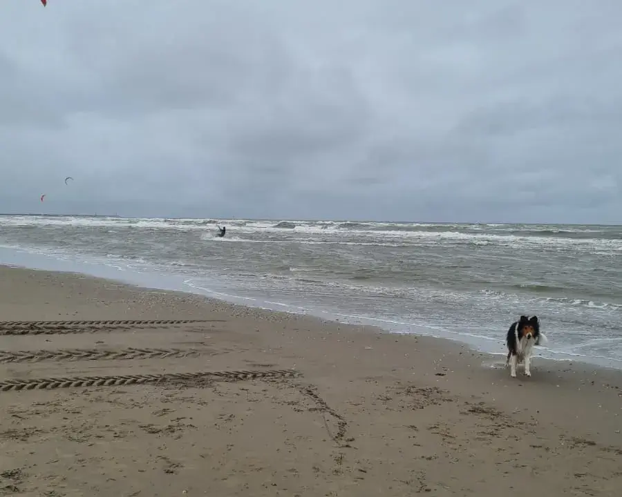 Spot de De Bunker