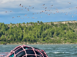 Flamants roses au-dessus de l'étang, vus depuis le bateau de l'école