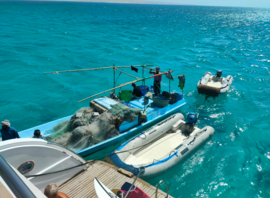 Bateaux d'assistance de la croisière kite en mer Rouge