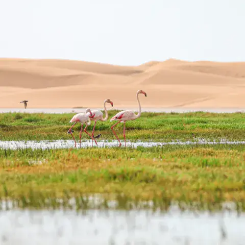 Flamants roses et dunes au bord de la lagune