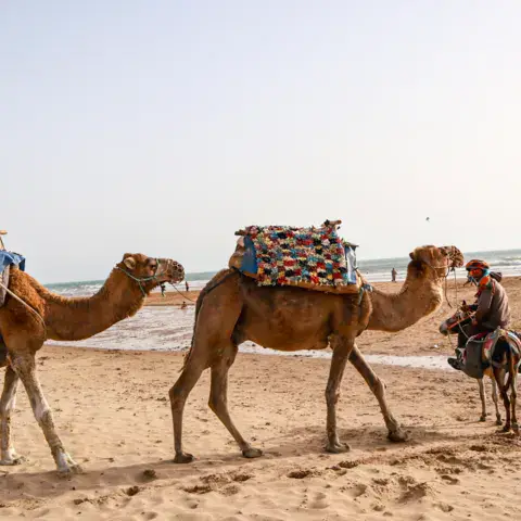 Dromadaires sur le sable, en bordure du spot