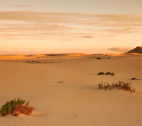 Dunes de Corralejo