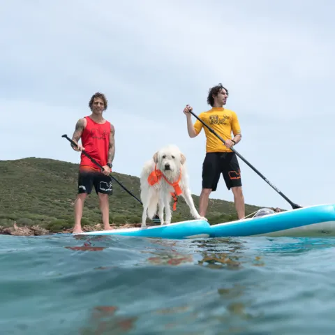 Excursion en stand up paddle avec un chien sur la planche