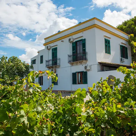 Villa Vajarassa au milieu des vignes