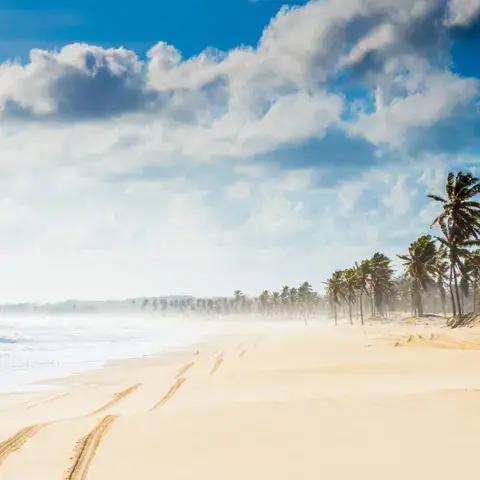 Plage de sable bordée de palmiers