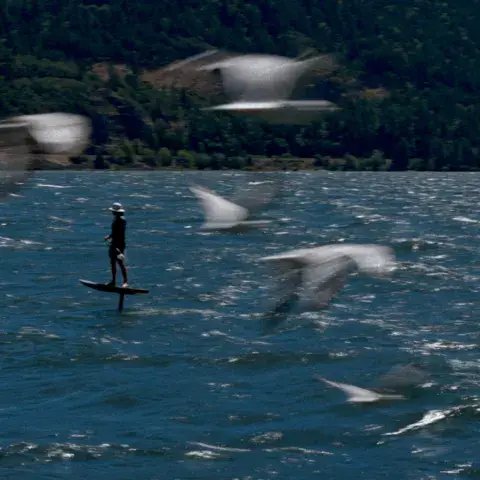 Rider sur un foil, entouré de mouettes