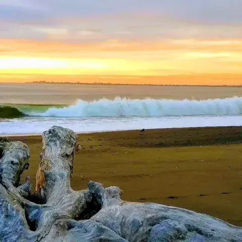 Plage et bois flotté au coucher du soleil