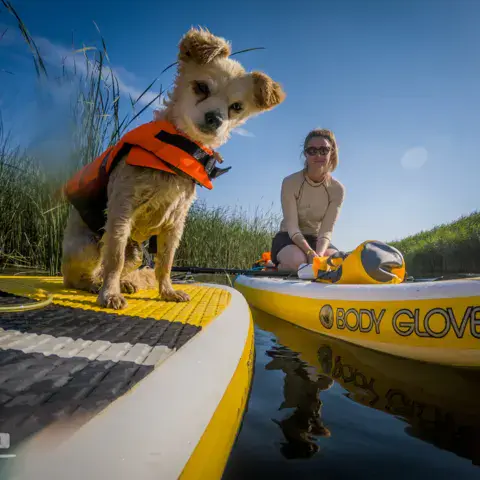 Stand up paddle avec un chien équipé d'un gilet