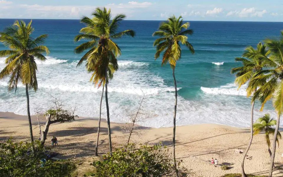 Plage bordée de palmiers
