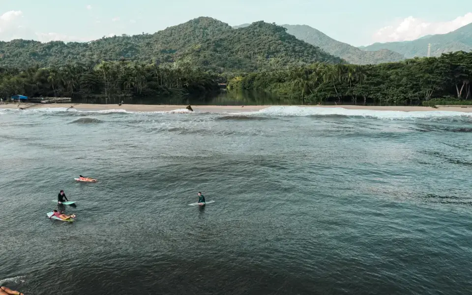 Surfeurs sur leurs planches dans l'eau, avec la côte boisée en arrière-plan